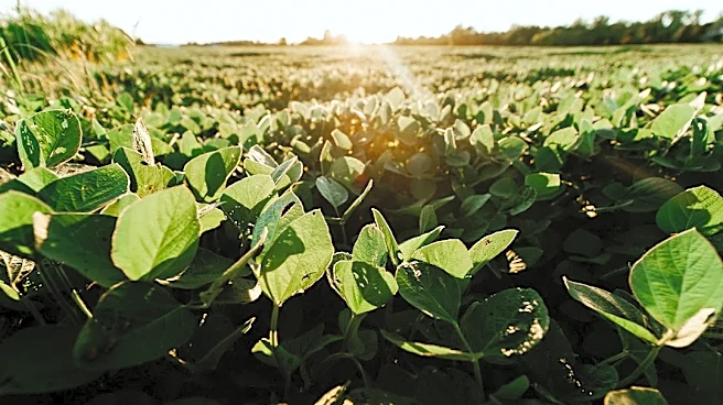Severe Weather Threatens Midwest Soybean Yields