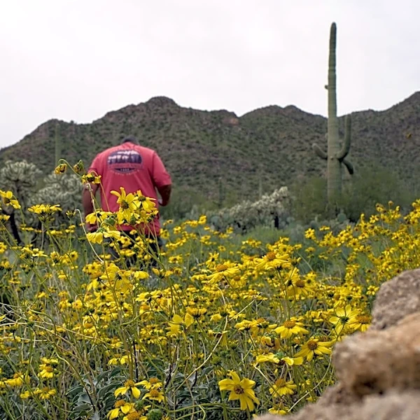 Mesa Faces Prolonged Pollen Season Through November