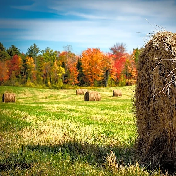 How to Stay Safe and Enjoy Fall Hayrides in Any Weather