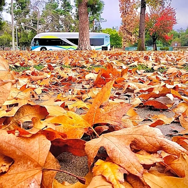 How to Embrace Fall Weather in California