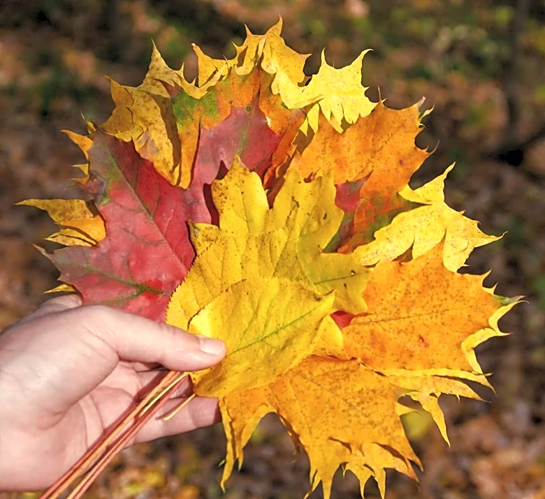 How to Safely Manage Loose Leaves and Brush in Fall