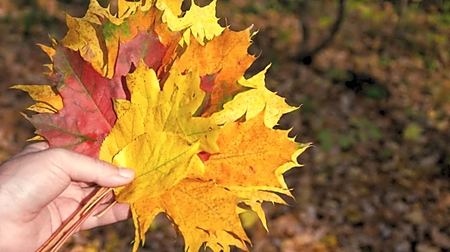 How to Safely Manage Loose Leaves and Brush in Fall