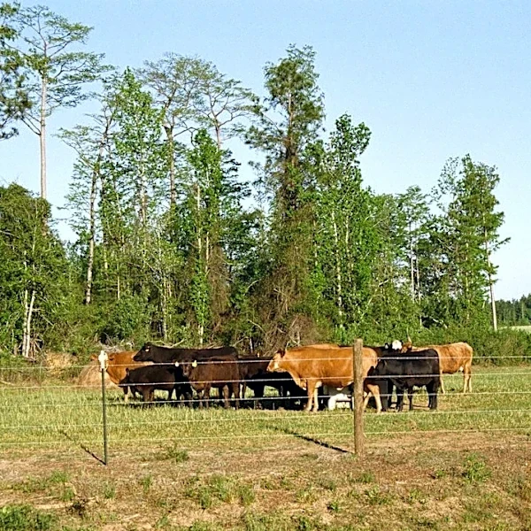 Severe Drought Impacts Alabama Farmers