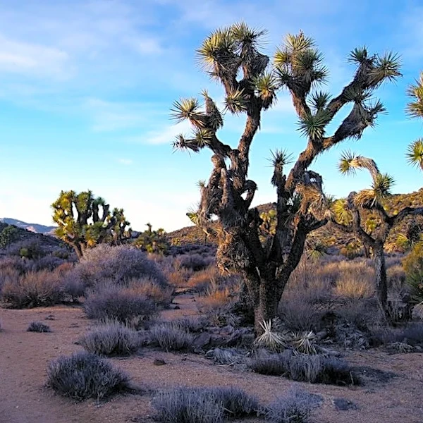 Extreme Heat Watch Issued for Riverside County