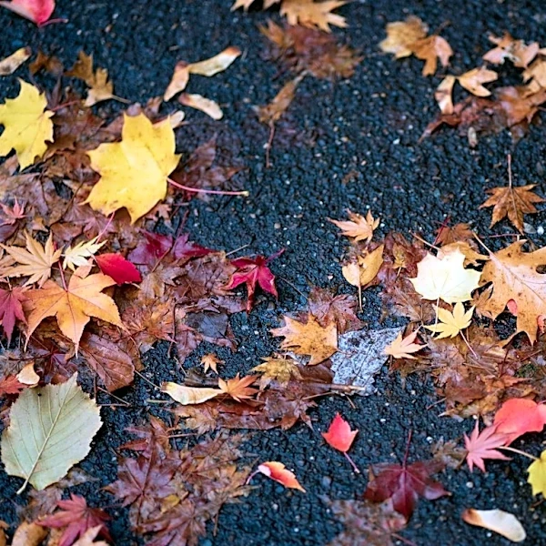 Why Wet Leaves Can Be as Dangerous as Ice on Roads