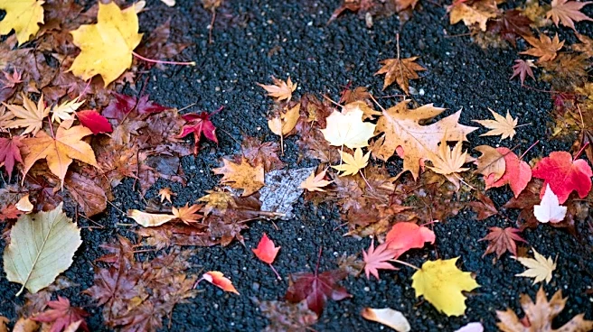 Why Wet Leaves Can Be as Dangerous as Ice on Roads