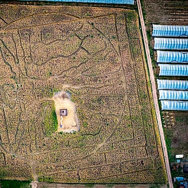 How to Navigate a Corn Maze Safely in Any Weather