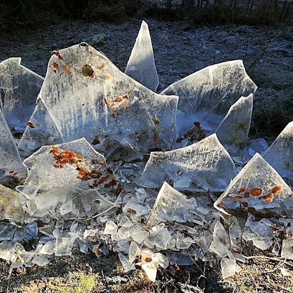 Prepare Your Garden for First Frost Warning