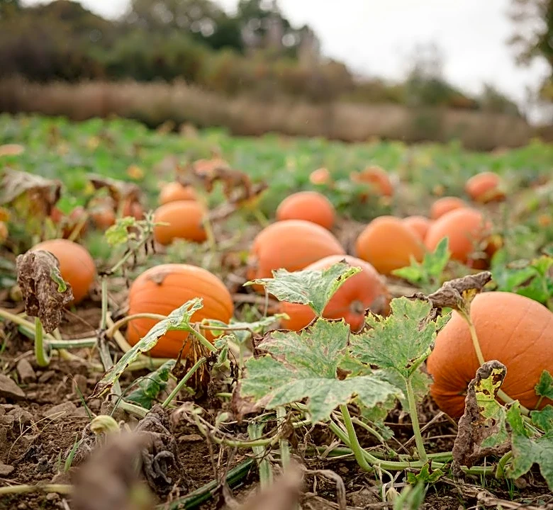 How Weather Impacts Growing Giant Pumpkins