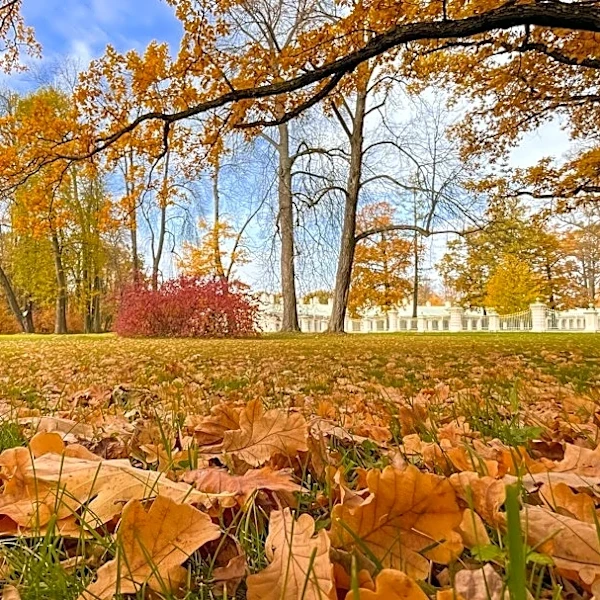 How to Enjoy Fall Festivals Safely in Any Weather