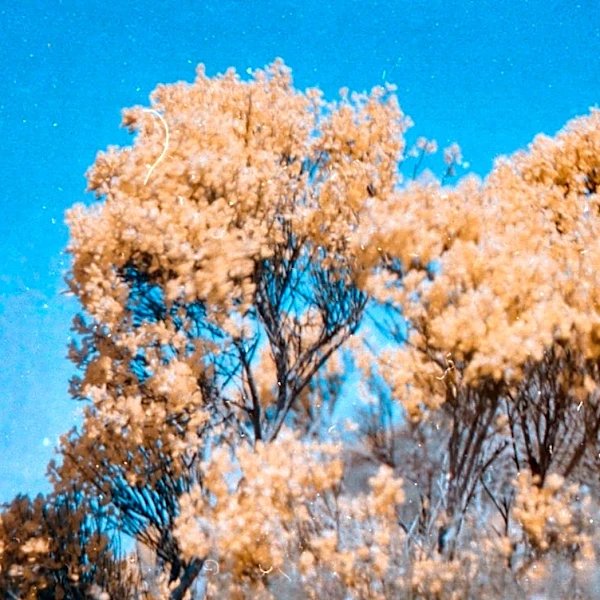 Understanding Fall Allergies: Why September Can Be Challenging