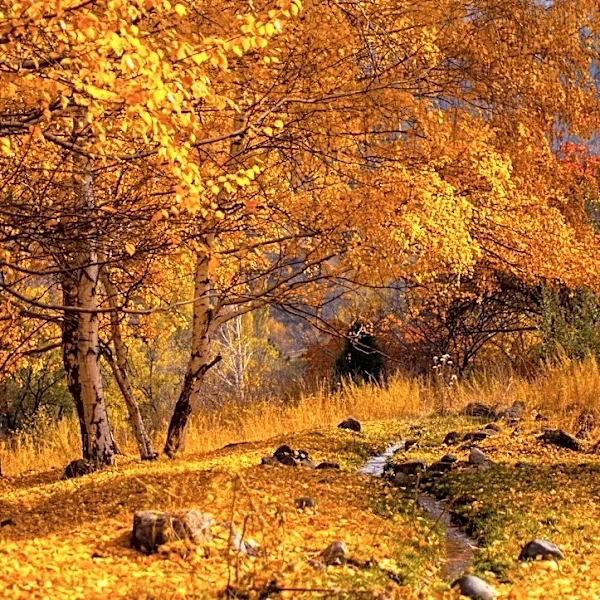 Understanding Fall Foliage: Why Leaves Change Color and Peak Later