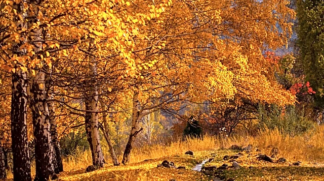 Understanding Fall Foliage: Why Leaves Change Color and Peak Later