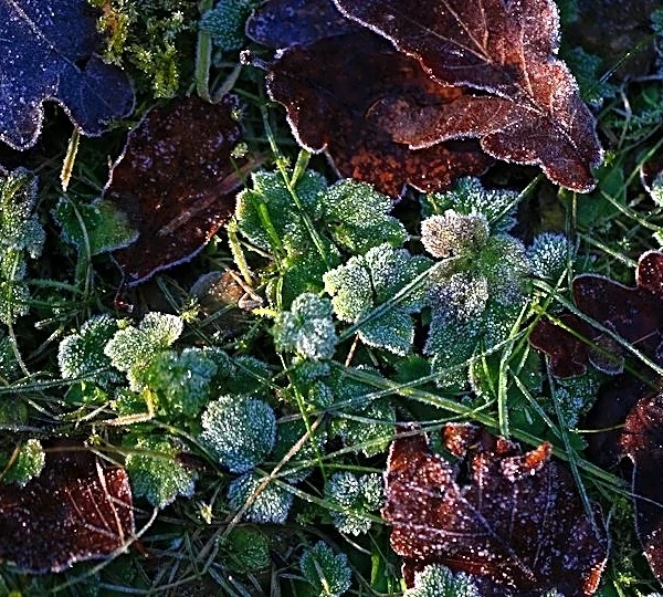 How to Protect Your Plants from the First Frost