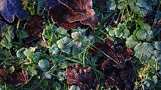 How to Protect Your Plants from the First Frost