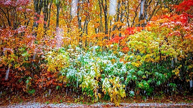 Understanding the Science Behind Fall Colors