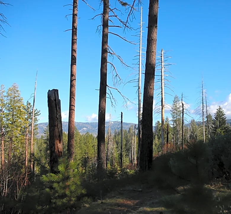 Wildfire Activity in Colorado Remains Minimal, Prescribed Burns Planned