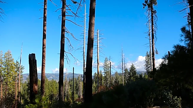 Wildfire Activity in Colorado Remains Minimal, Prescribed Burns Planned