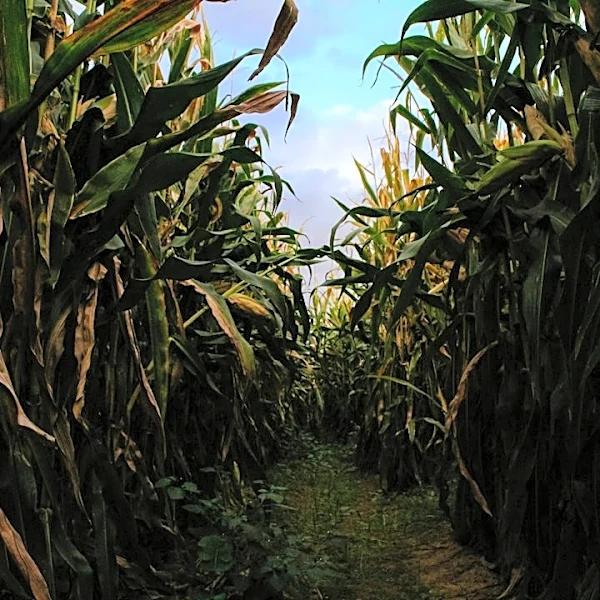 How Weather Impacts Your Corn Maze Adventure