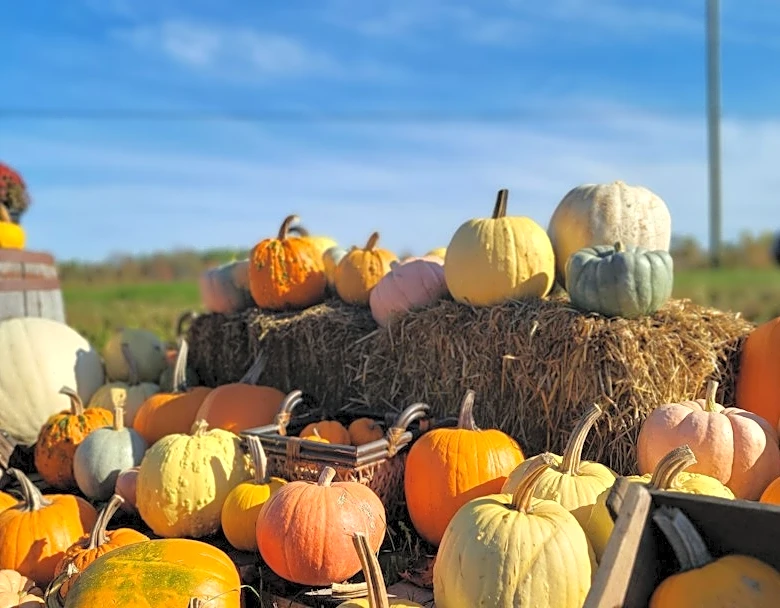 How to Prepare for a Day at the Pumpkin Patch in Any Weather