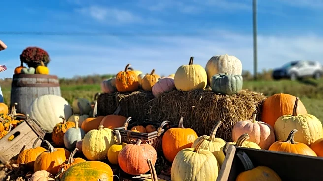 How to Prepare for a Day at the Pumpkin Patch in Any Weather