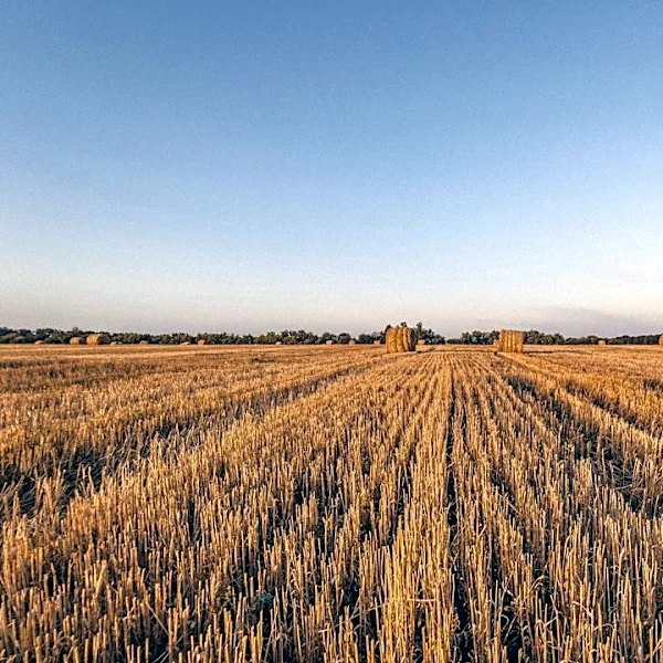 How Weather Impacts Fall Harvests: Key Insights for Farmers