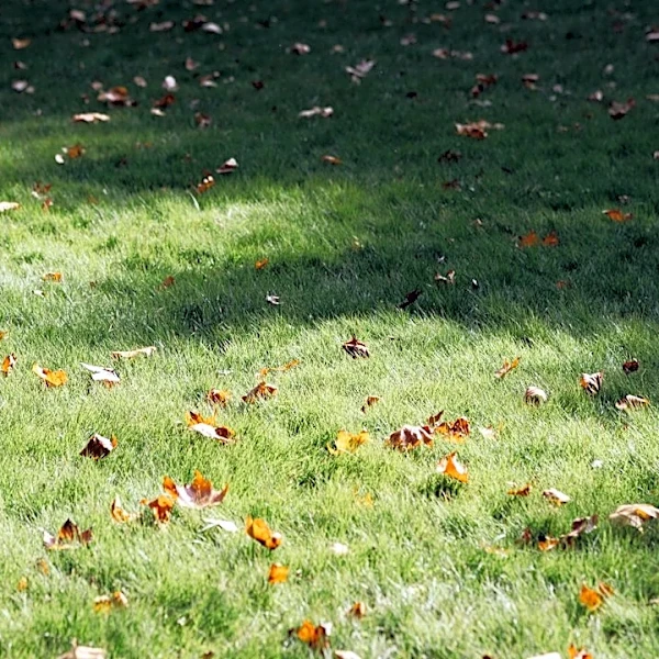 How to Care for Your Lawn in the Fall: Tips for Warm-Season Grasses