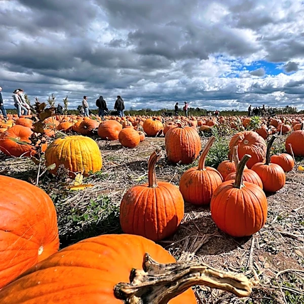 How Weather Can Impact Your Halloween Celebrations