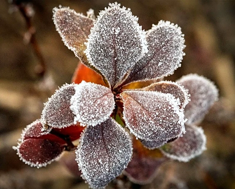 East Is About to Get Its First Taste of Frost This Week