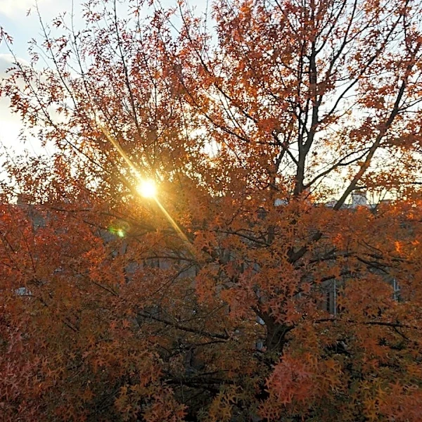 Brooklyn to See Cooler, Breezy Fall Weather