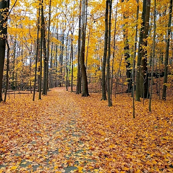 Ohio Implements Fall Burn Ban Amid Minimal Wildfire Activity