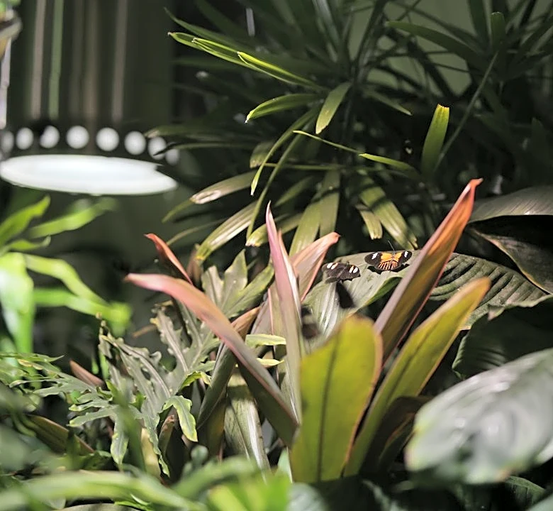 Low Humidity Challenges Indoor Plants in Minnesota