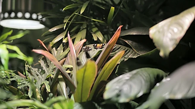Low Humidity Challenges Indoor Plants in Minnesota