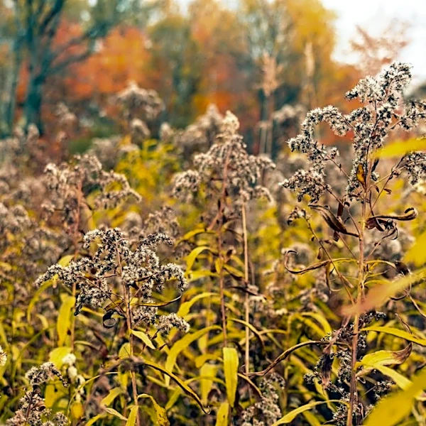 Fall Prep Key for Next Season's Cannabis Garden
