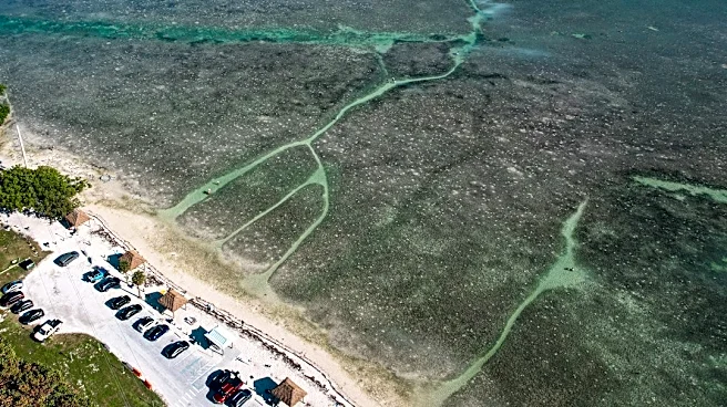 Record Heat and Disease Threaten Florida Coral Reefs