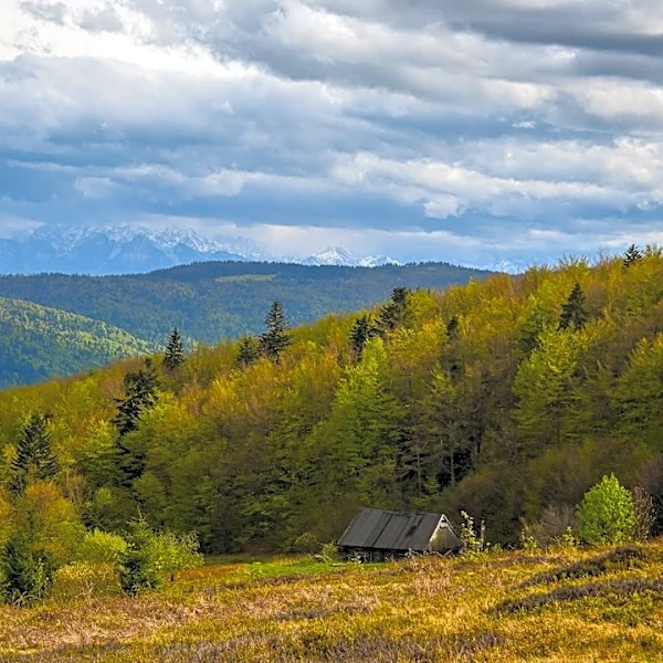 Understanding Fall Foliage: How and When Colors Change