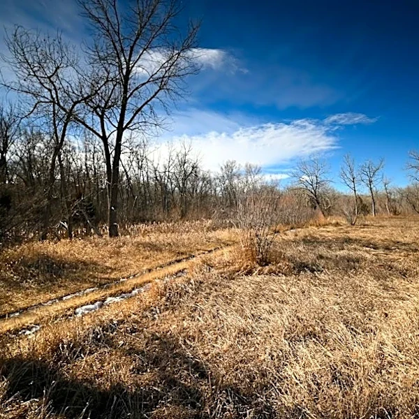 Understanding How Weather Impacts Quail Populations
