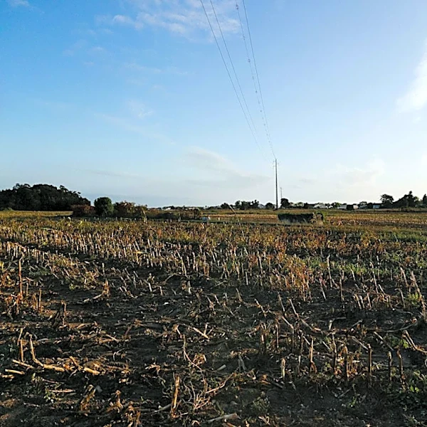 Dry Farming Research Offers Hope for Water Conservation