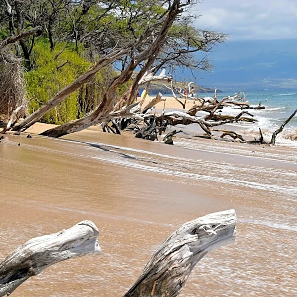 Storms Intensify Coastal Erosion Crisis in Maui Beaches