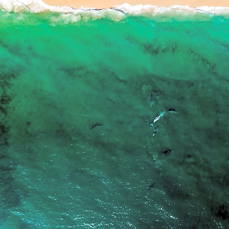 Hurricane Rachel Brings Swells to Baja California