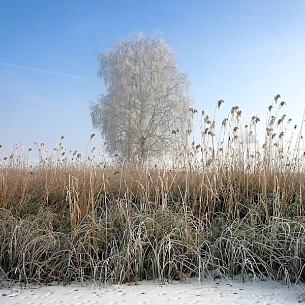 What Is a Frost Advisory and How to Prepare for It