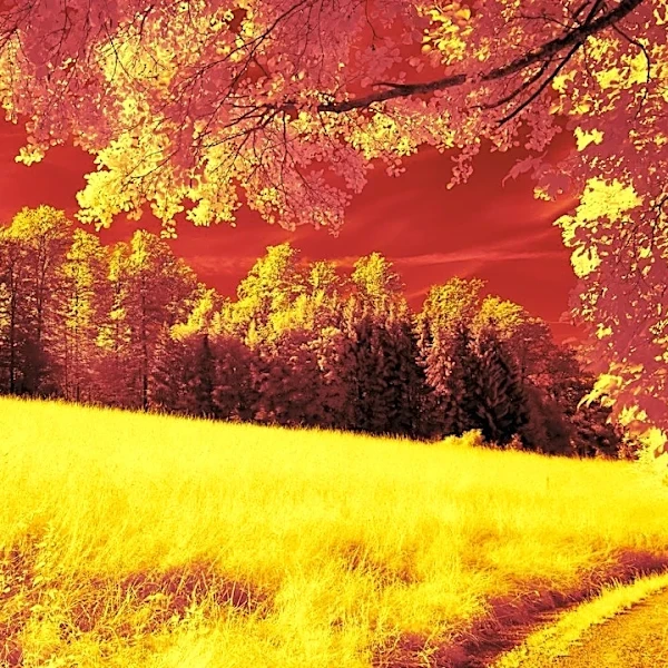 Understanding Early vs. Late Foliage: What Affects Fall Colors?