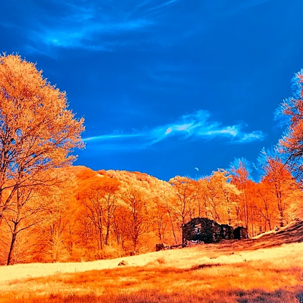 Understanding Fall Foliage: How and When Leaves Change Color