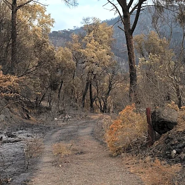 The Hidden Way Wildfires Are Reshaping US Forests