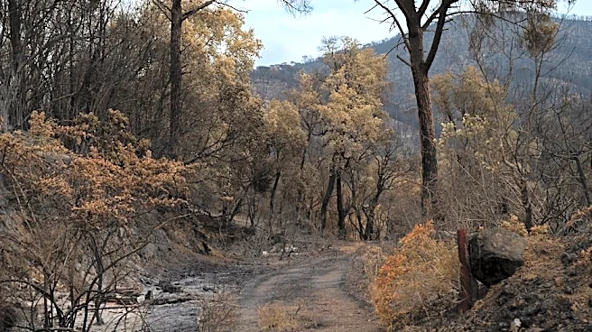The Hidden Way Wildfires Are Reshaping US Forests