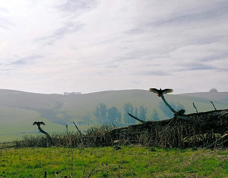 Sonoma County Issues Health Advisory for Poor Air Quality