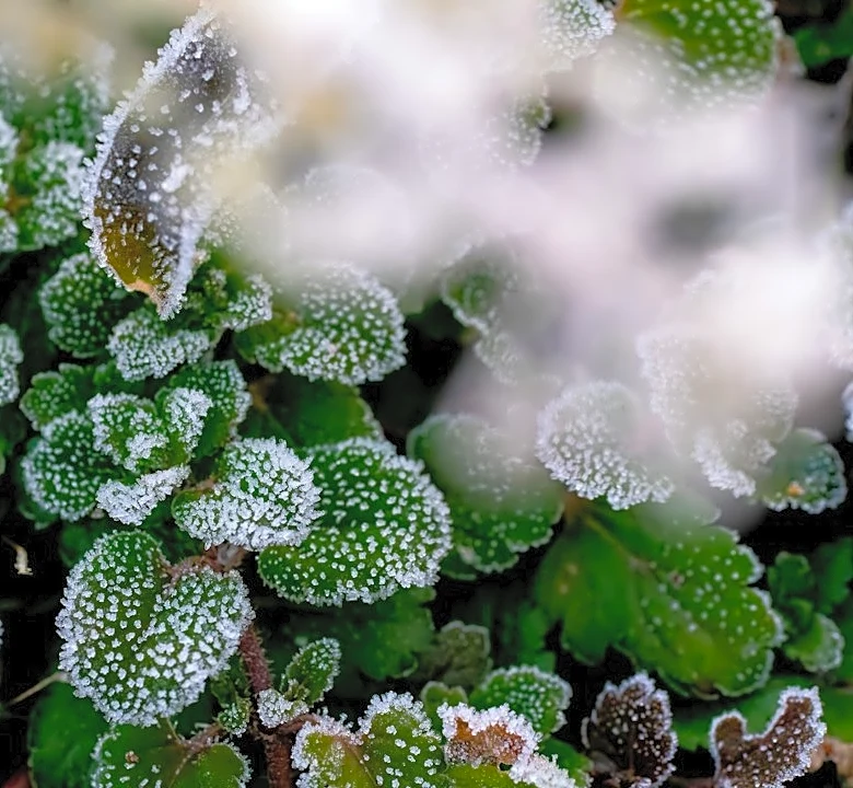Frost Advisory Issued for Connecticut Overnight