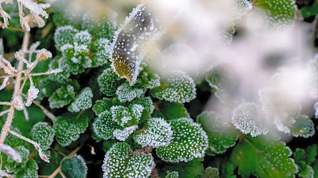 Frost Advisory Issued for Connecticut Overnight