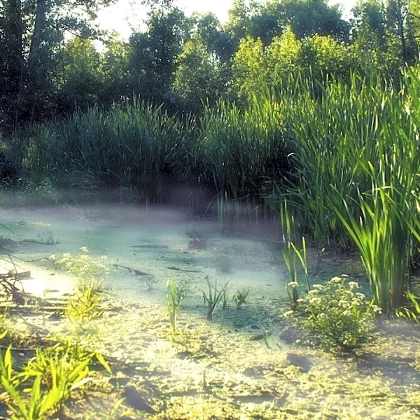 Health Advisory Issued for Cinco Bayou Water Quality
