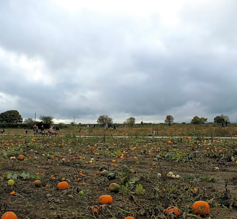 Wetter Spring, Dry Summer Impact Pumpkin Crops